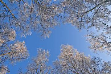 Image showing Winter sky