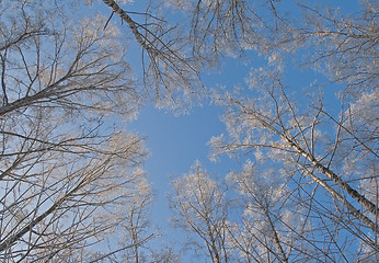 Image showing Winter sky