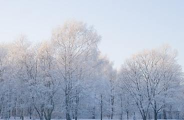 Image showing Frosty morning