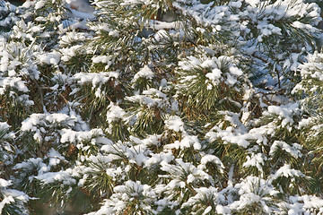 Image showing Winter pine-tree