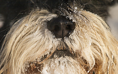 Image showing Dog's snout in winter