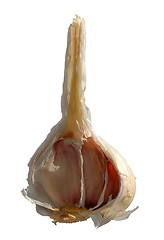 Image showing Garlick