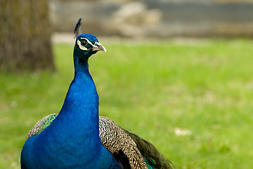 Image showing Peacock