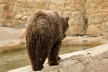 Image showing Brown Bear