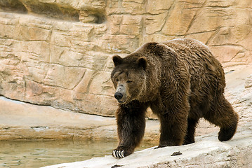 Image showing Brown Bear