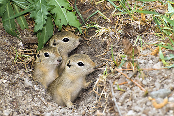 Image showing Three Prairie Dogs