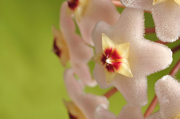 Image showing Hoya Flowers