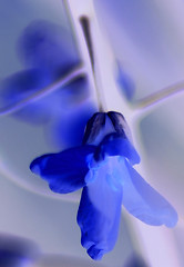 Image showing Abstract flower