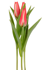 Image showing Tulips