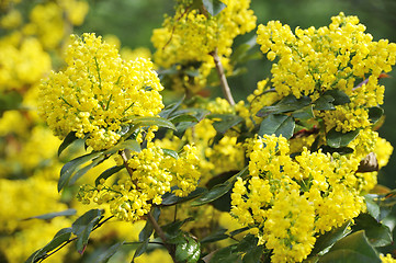 Image showing Mahonia blossom