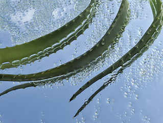 Image showing Aloe and green crystals of sea salt