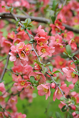 Image showing japanese quince branch - blossoming