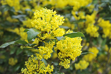 Image showing Mahonia blossom