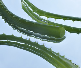 Image showing Leaf of aloe over blue background