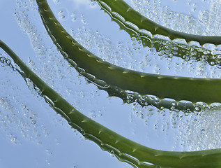Image showing Aloe and green crystals of sea salt