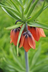 Image showing crown imperial - detail