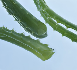 Image showing Leaf of aloe over blue background