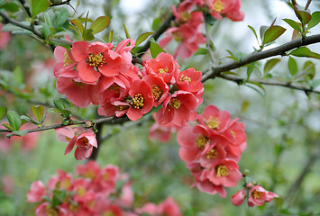 Image showing japanese quince branch - blossoming