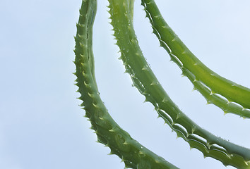 Image showing Leaf of aloe