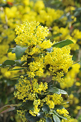 Image showing Mahonia blossom