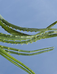 Image showing Leaf of aloe over blue background