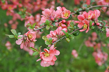 Image showing japanese quince branch - blossoming