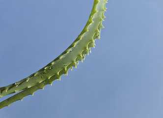 Image showing Leaf of aloe over blue background