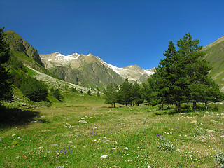 Image showing Fur-trees in mountains
