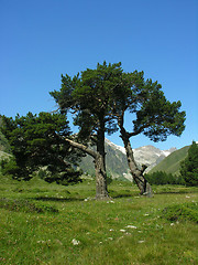 Image showing Two trees