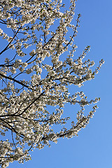 Image showing Cherry tree