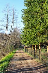 Image showing Dirt road