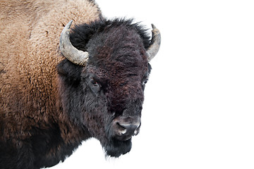 Image showing American Bison isolated on white