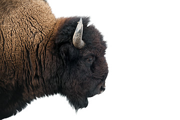 Image showing American Bison in Yellowstone National Park