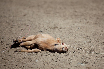 Image showing calf at the rodeo - animal cruelty