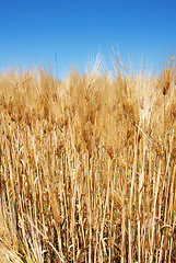 Image showing Wheat ears