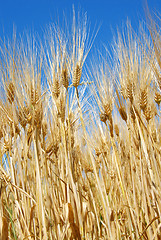 Image showing Wheat ears