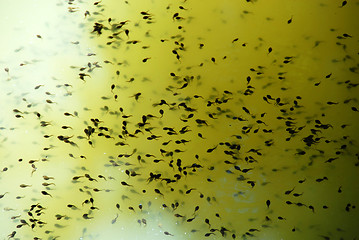 Image showing tadpoles