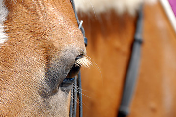 Image showing Horse eye closeup