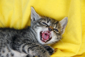 Image showing Baby cat portrait