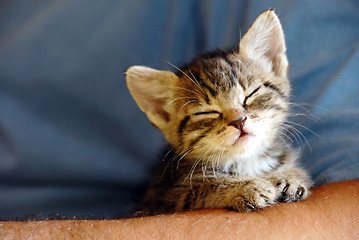 Image showing Baby cat portrait