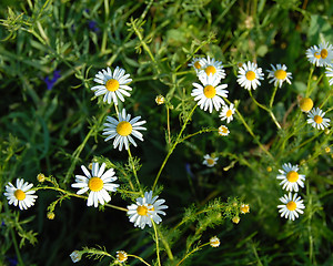 Image showing Daisy meadow