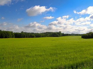 Image showing Green field with blue sky