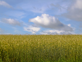 Image showing Corn field against the blue sky