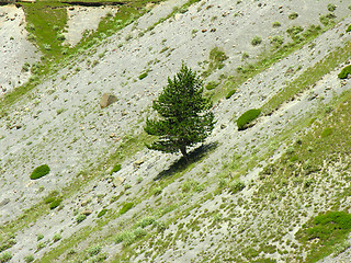 Image showing Tree on a flank of hill