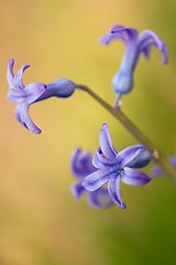 Image showing Flowers