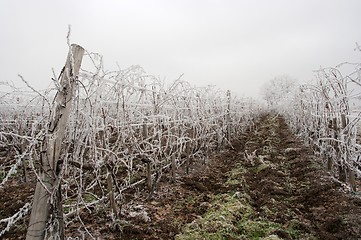 Image showing Winter grapeyard