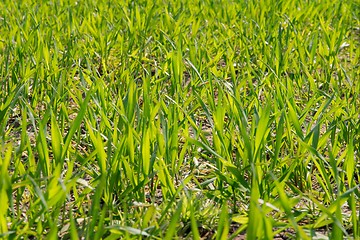 Image showing Wheat