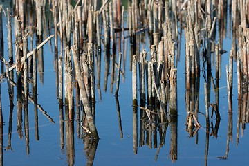 Image showing Swamp