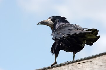 Image showing Crow