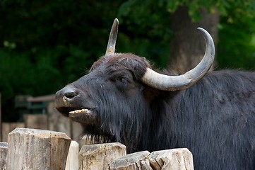 Image showing Buffalo